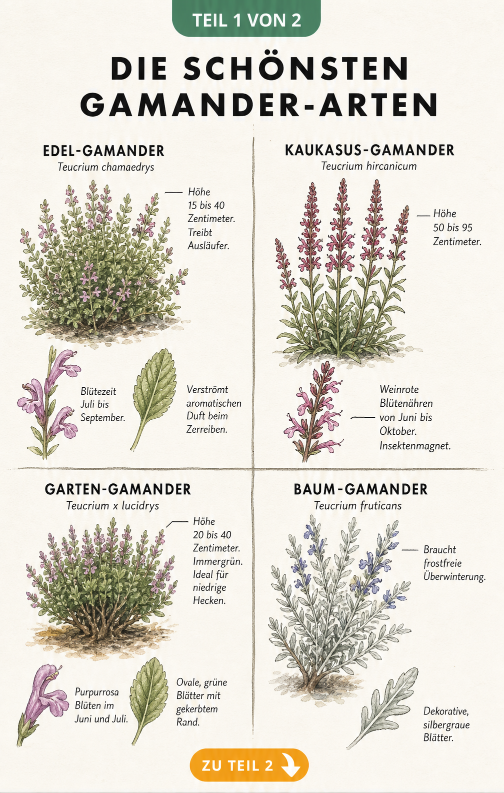 Botanische Illustration von vier Gamander-Arten: Edel-Gamander, Kaukasus-Gamander, Garten-Gamander und Baum-Gamander mit Details zu Wuchs, Blatt und Blüte.