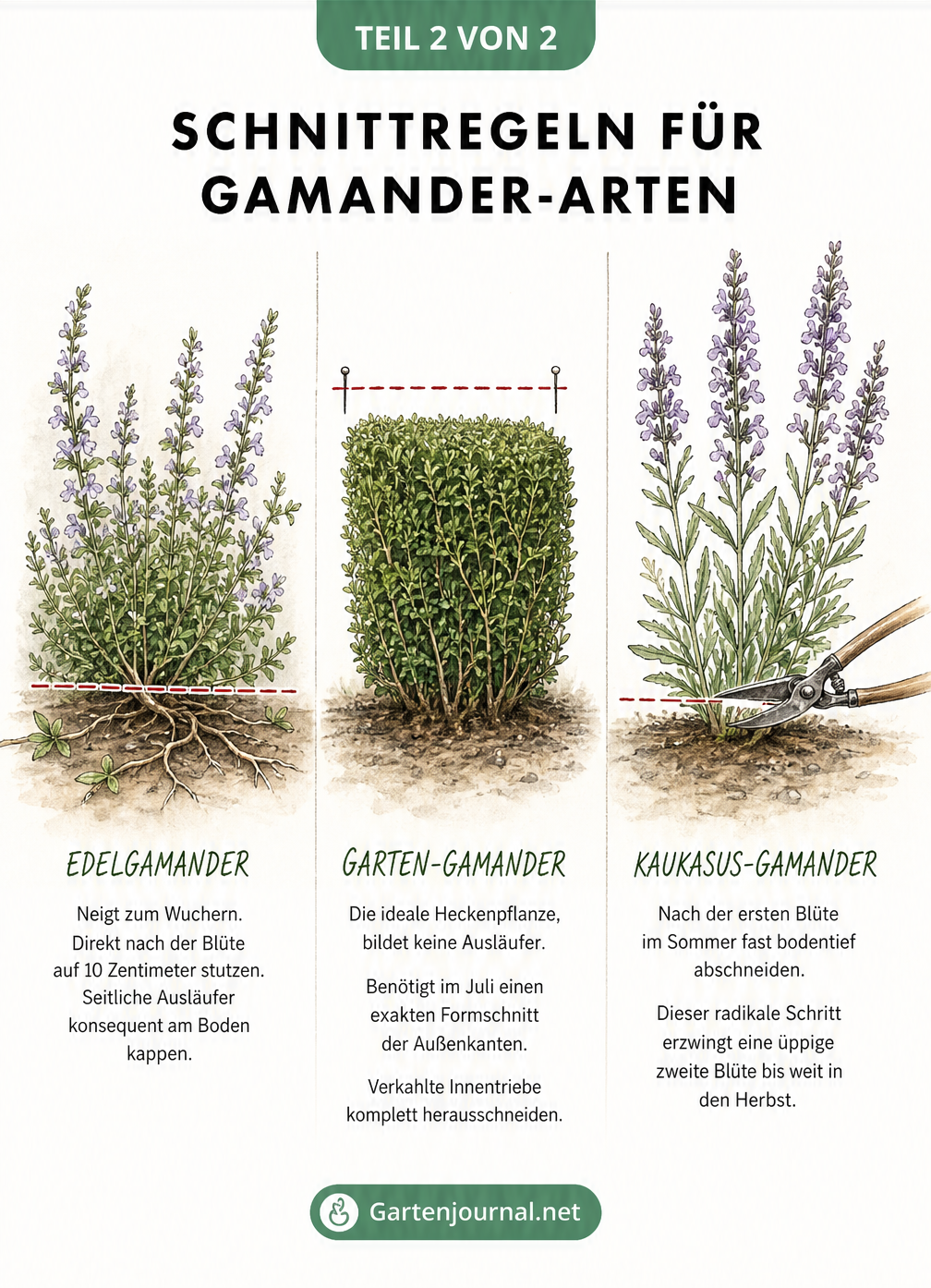 Illustration von Edelgamander, Garten-Gamander und Kaukasus-Gamander mit spezifischen Schnittlinien