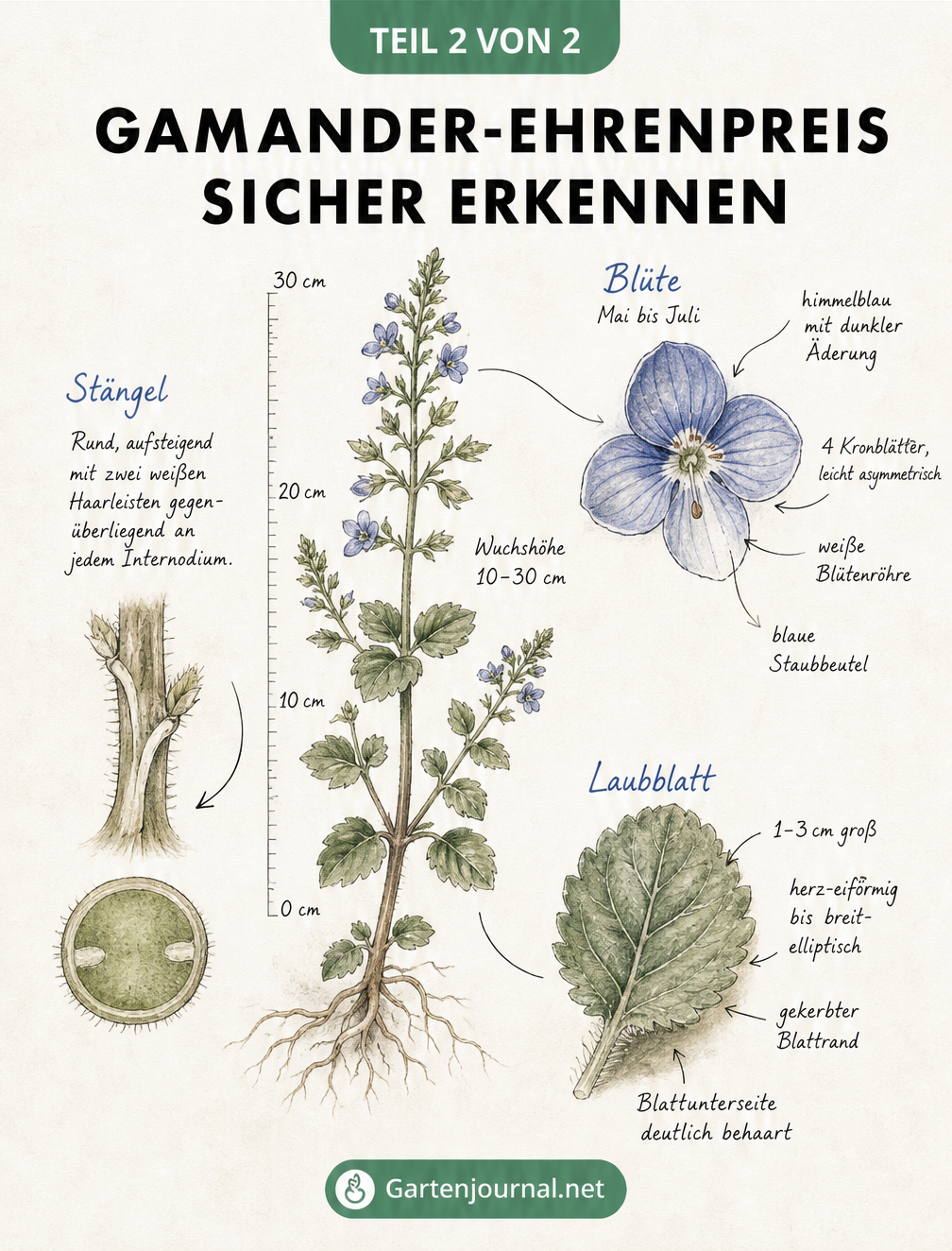 Botanische Zeichnung des Gamander-Ehrenpreises mit Details zu Blüte, Blatt und Stängel