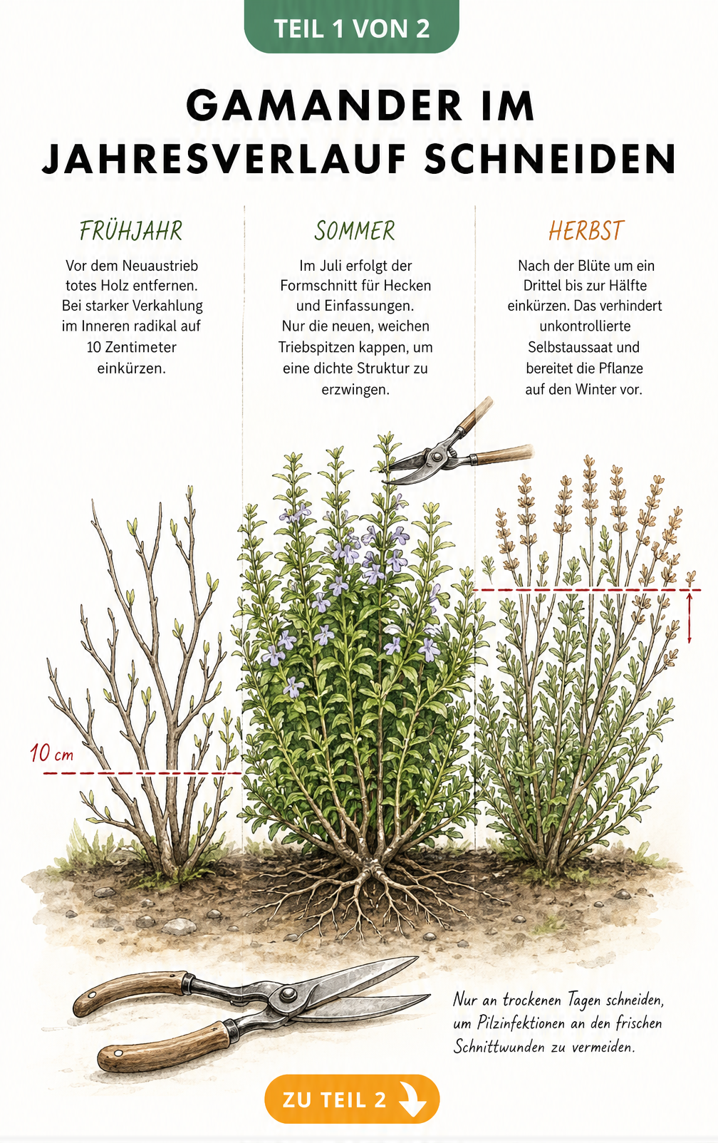 Botanische Illustration eines Gamanders im Querschnitt mit Schnittzeitpunkten im Frühjahr, Sommer und Herbst