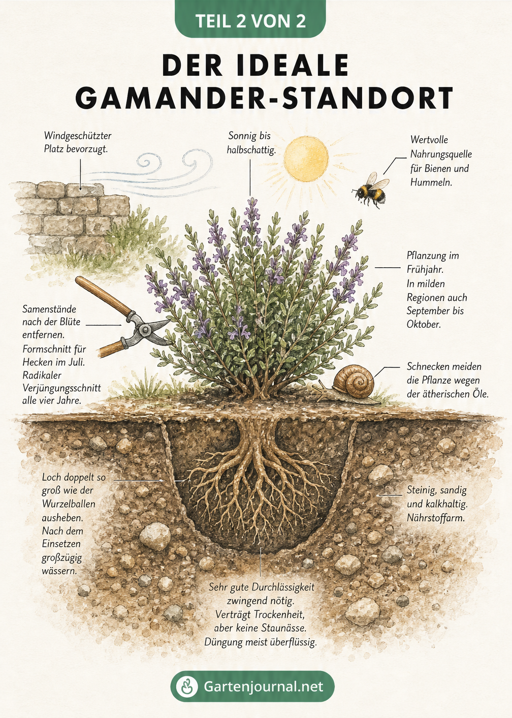 Schnittzeichnung eines Gartenbeets mit einem Gamander-Busch, die den idealen Standort, Bodenbeschaffenheit und Pflegehinweise zeigt.