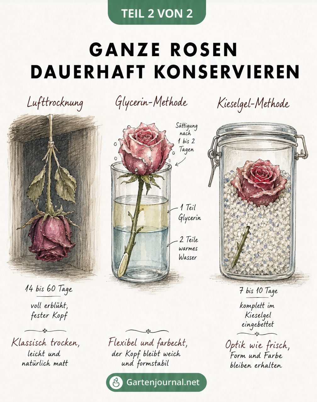 Querschnitt-Zeichnungen von drei Methoden zur Konservierung ganzer Rosen: Lufttrocknung, Glycerin-Wasser-Mischung und Kieselgel