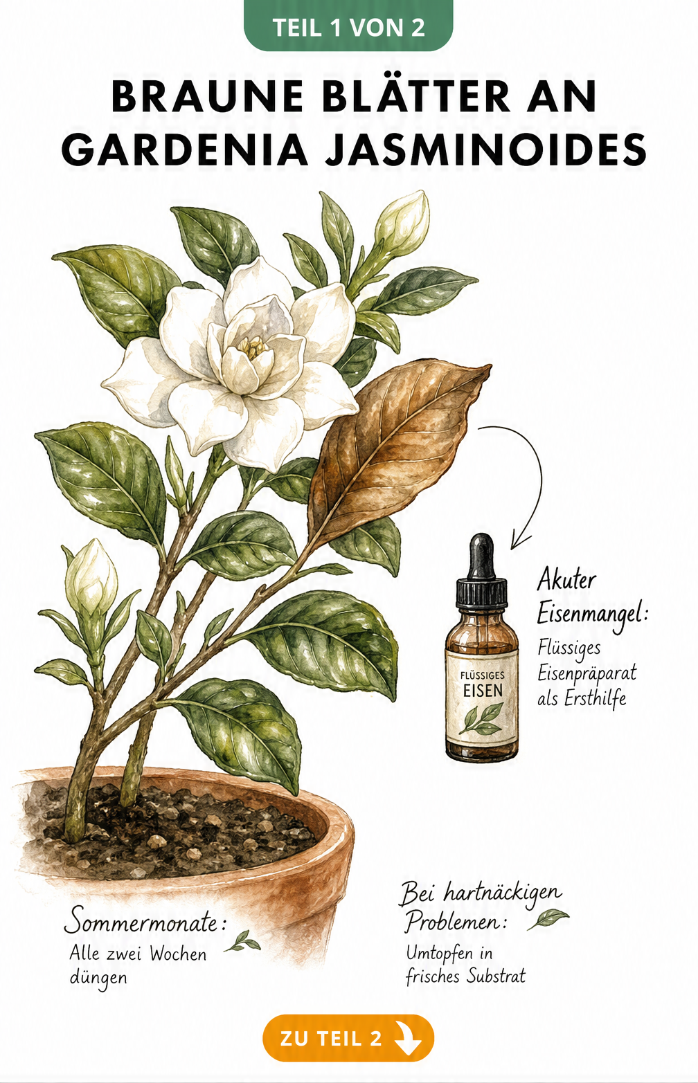 Botanische Illustration eines Gardenien-Zweigs mit einem braunen Blatt und einer Pipettenflasche für flüssiges Eisenpräparat.