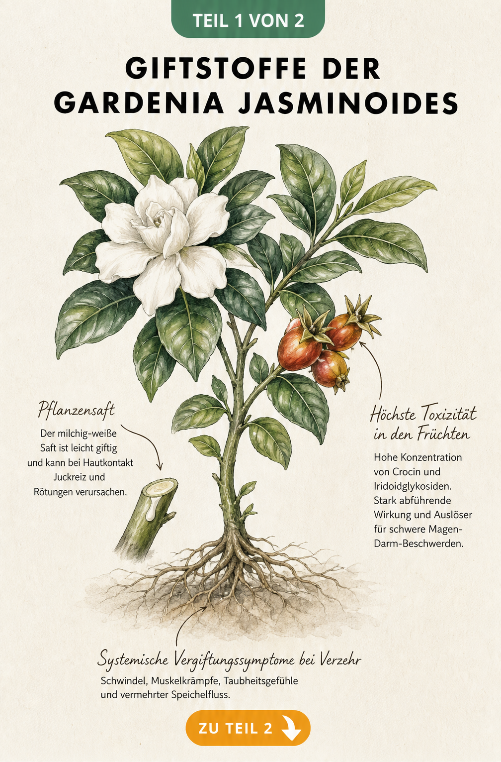 Botanische Illustration der Gardenia jasminoides mit Hinweisen zu giftigen Pflanzenteilen wie Früchten und Blättern