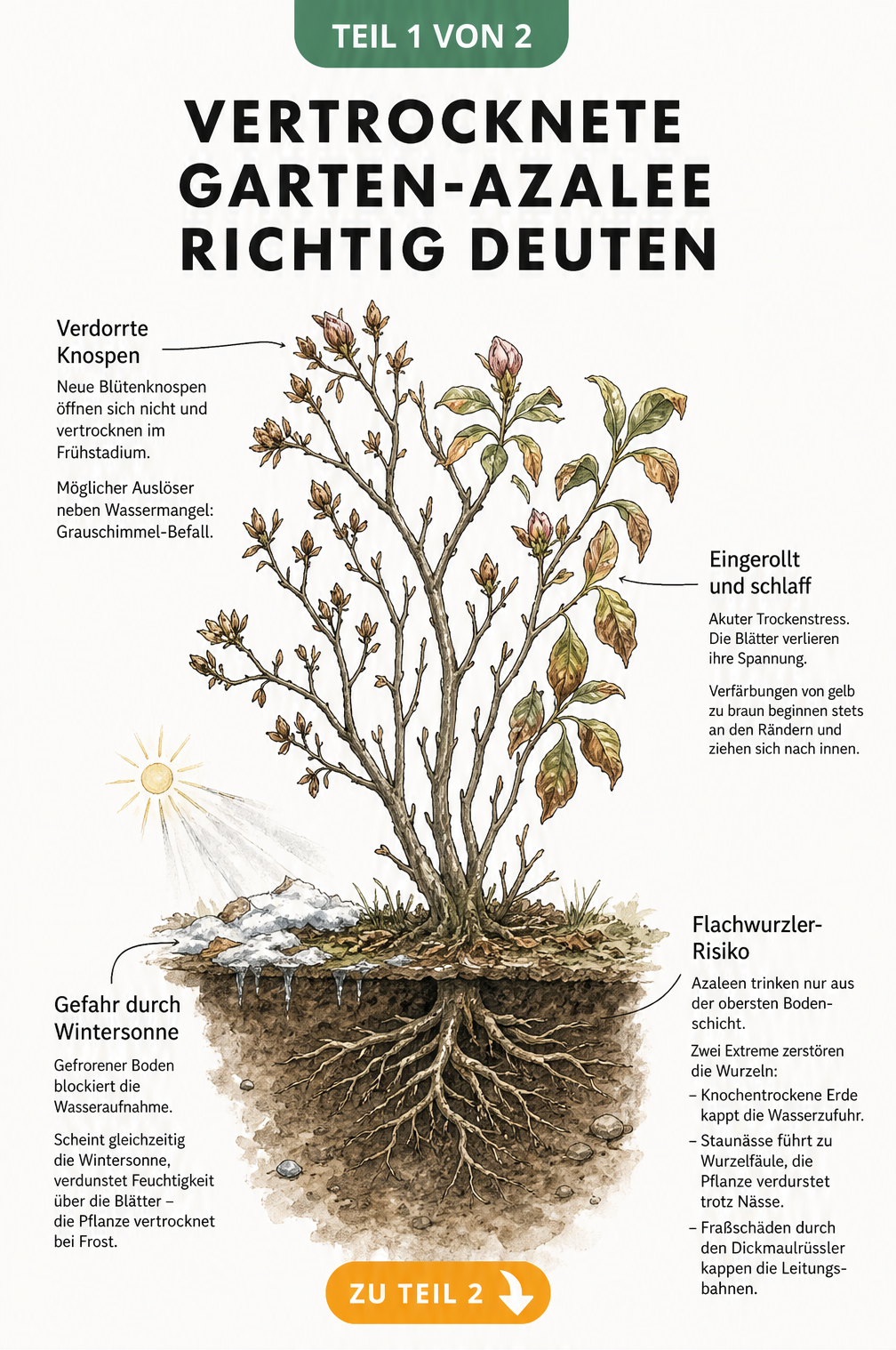 Botanische Illustration einer vertrockneten Garten-Azalee mit Symptomen wie verdorrten Knospen und schlaffen Blättern sowie Ursachen im Wurzelbereich.