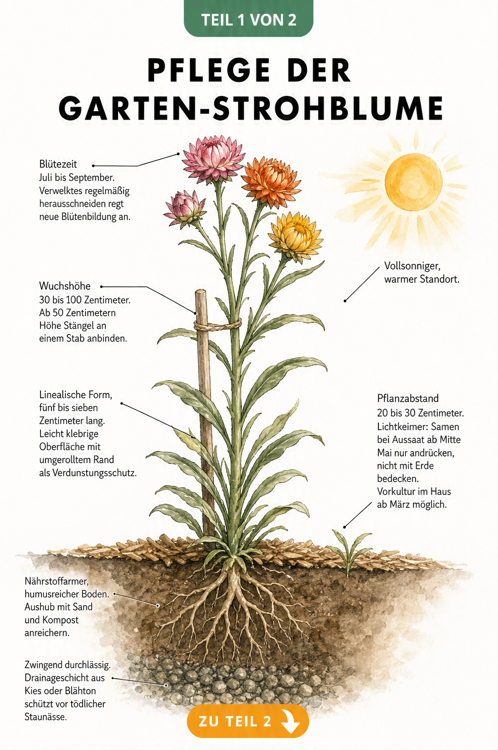 Botanische Querschnitts-Illustration einer Garten-Strohblume mit Details zu Wurzeln, Stängel, Blättern und Blüten sowie Pflegehinweisen.