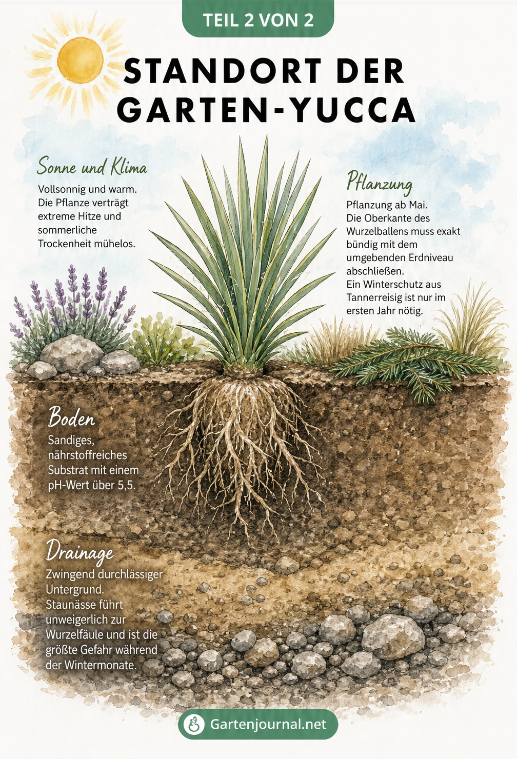 Querschnitt durch den Boden zeigt den idealen Standort der Garten-Yucca mit Sonne, Sand und Drainageschicht