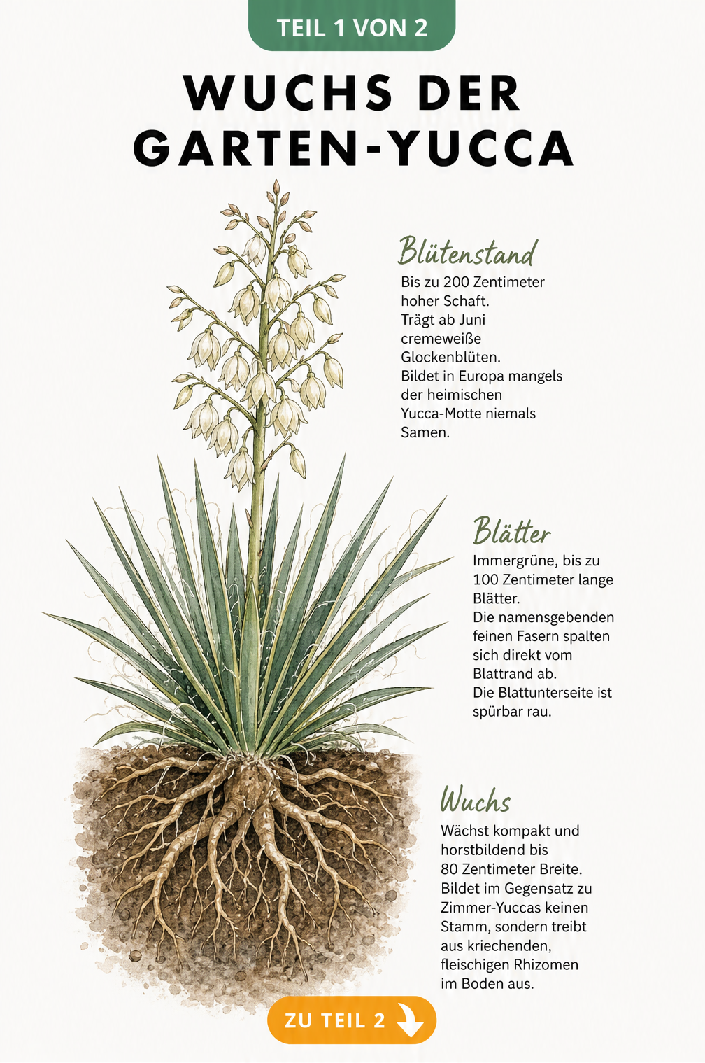 Botanische Illustration der Garten-Yucca im Querschnitt mit Wurzeln, Blättern und Blütenstand