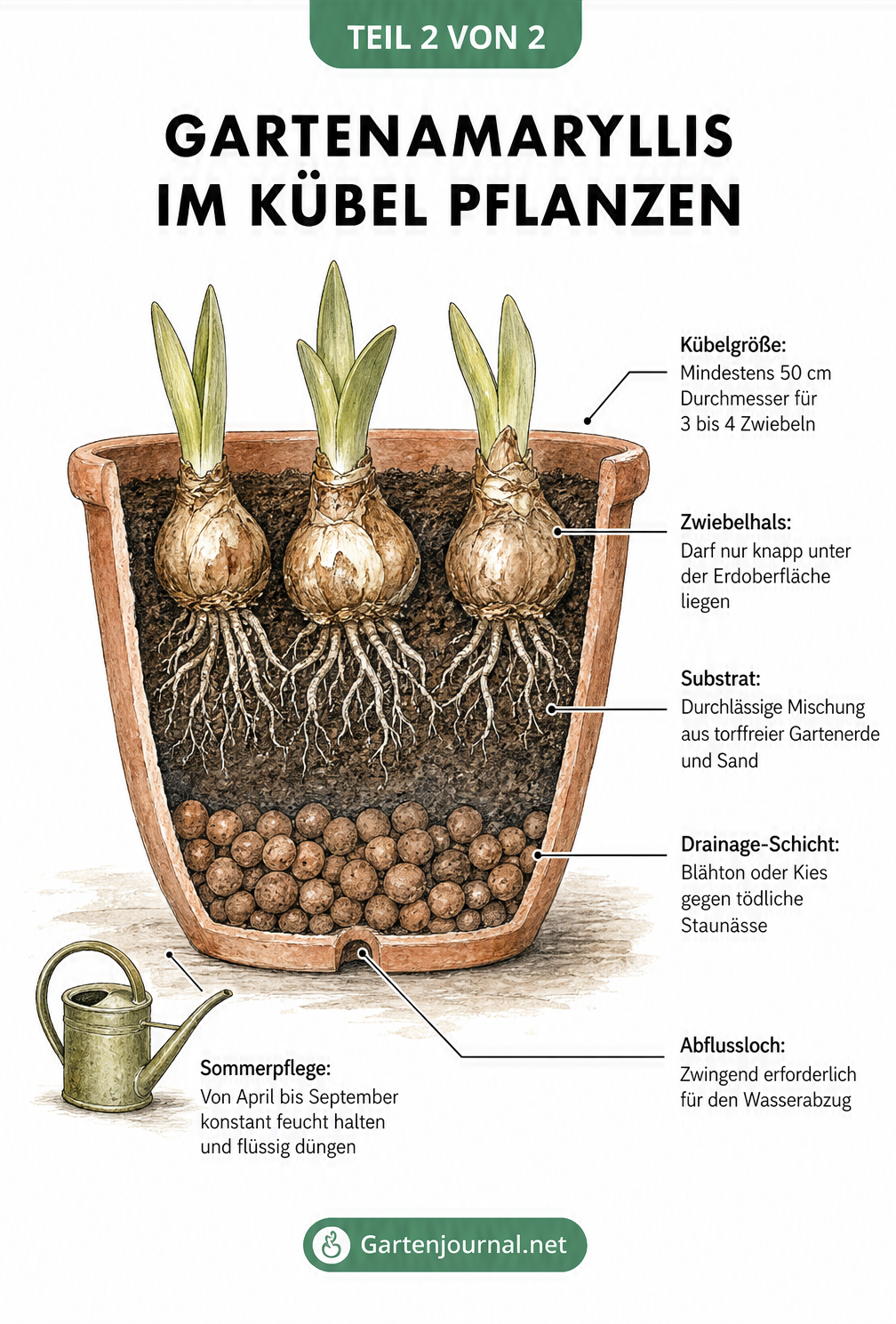 Schnittzeichnung eines Pflanzkübels mit Gartenamaryllis-Zwiebeln, Substrat und Drainageschicht