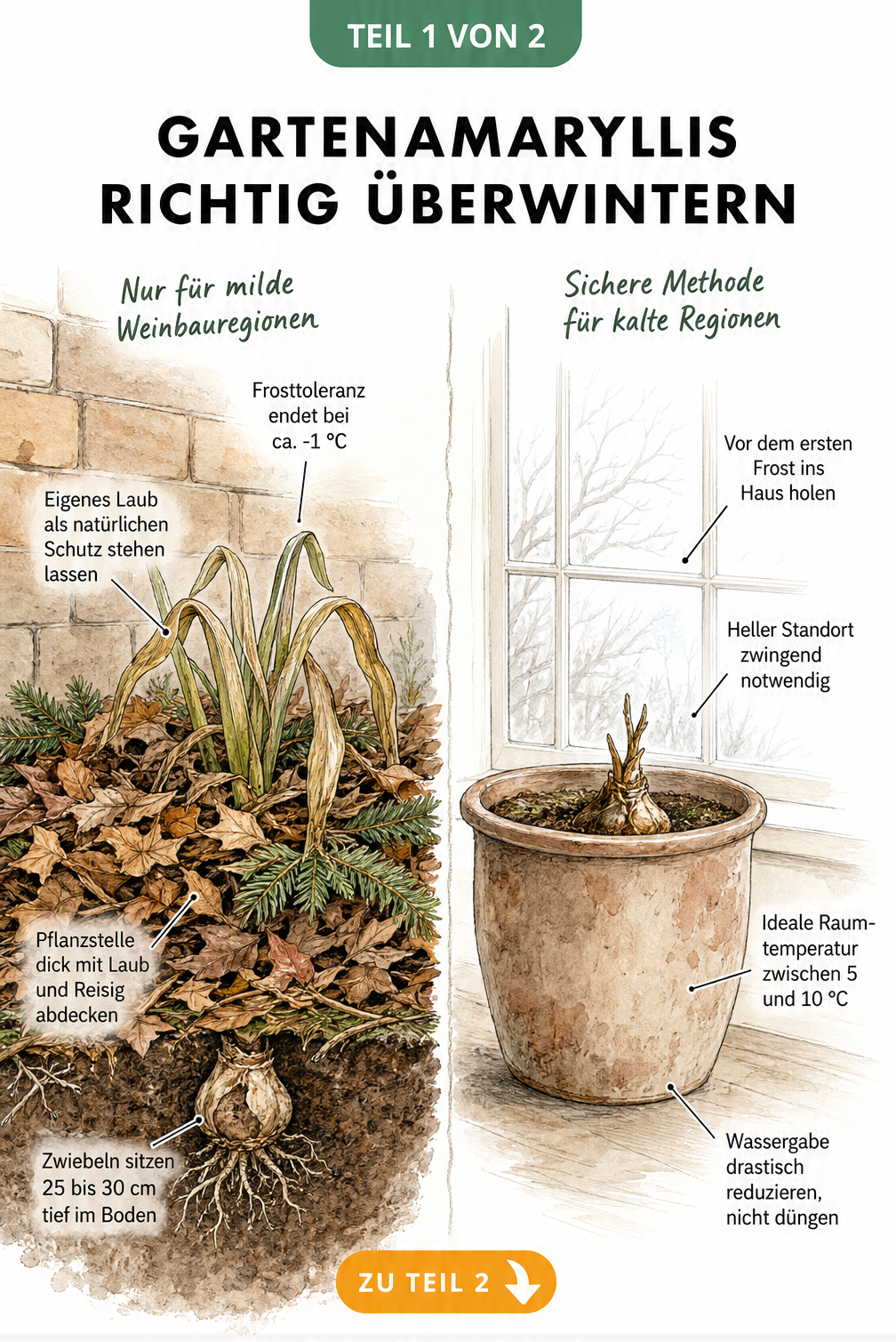 Illustration zur Überwinterung der Gartenamaryllis im Freiland mit Laubabdeckung und im Kübel im Haus