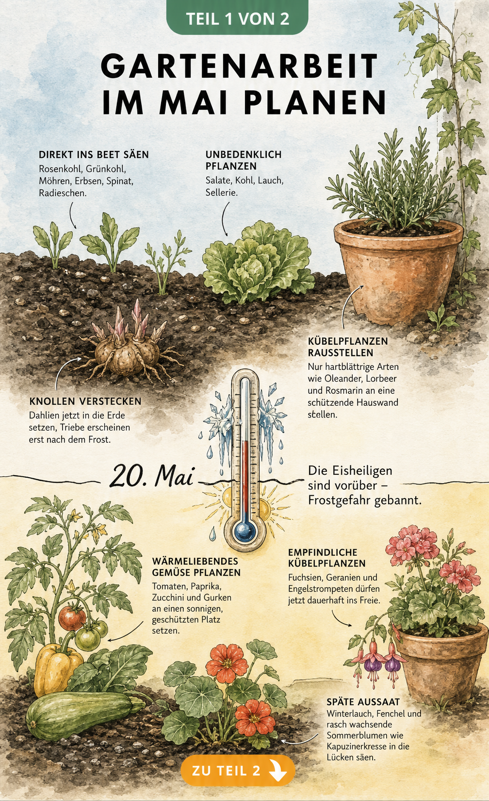 Illustrierter Zeitstrahl zur Gartenarbeit im Mai mit Pflanztipps vor und nach den Eisheiligen