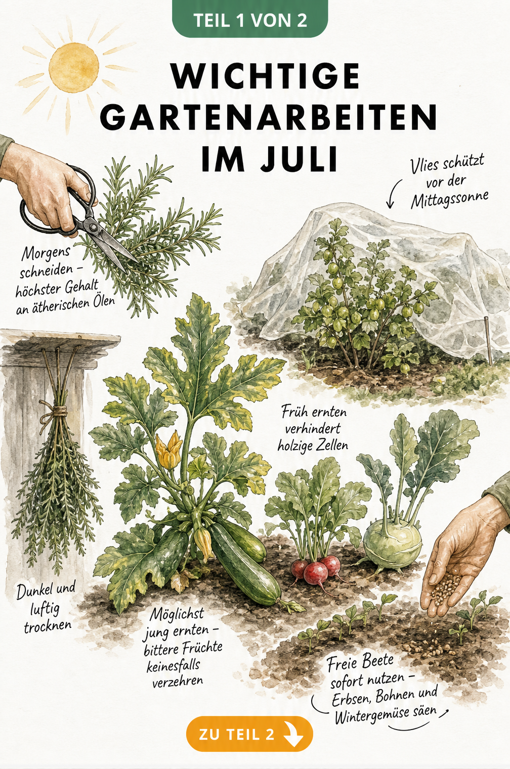 Illustration eines Gemüse- und Kräuterbeets mit Tipps zur Ernte und Aussaat im Juli