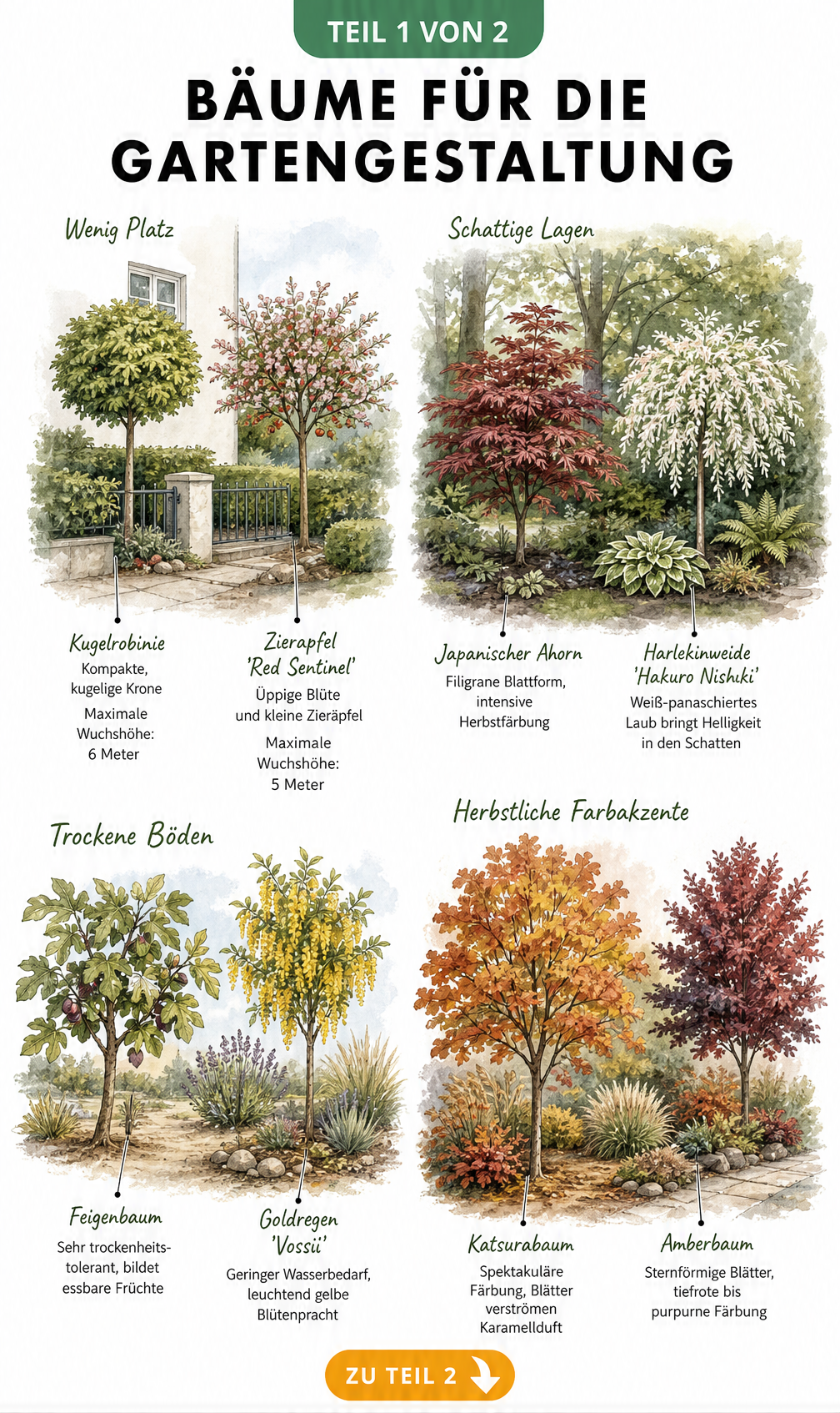 Aquarell-Illustration verschiedener Gartenbäume für kleine Gärten, Schatten, trockene Böden und Herbstfärbung
