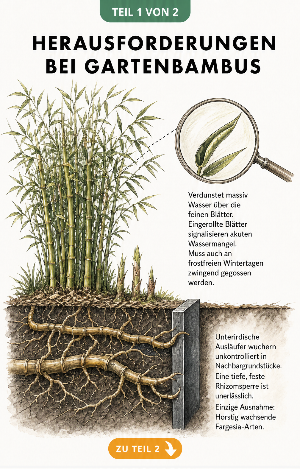 Botanische Querschnitts-Illustration von Gartenbambus mit eingerollten Blättern und wuchernden Rhizomen an einer Rhizomsperre