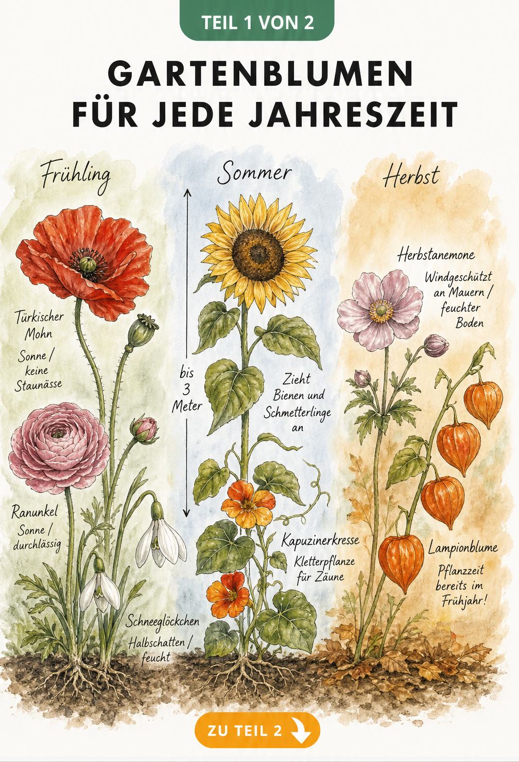Botanische Illustration von Gartenblumen im Jahresverlauf: Türkischer Mohn, Ranunkel, Schneeglöckchen, Sonnenblume, Kapuzinerkresse, Herbstanemone und...