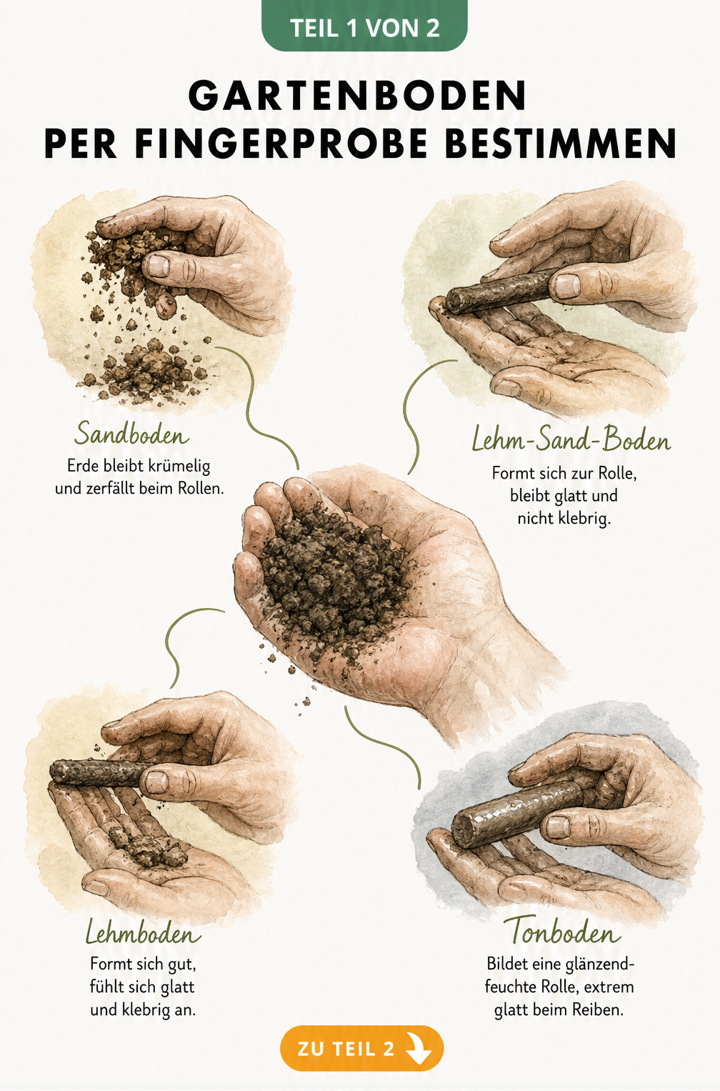 Illustration einer Hand, die Gartenerde für die Fingerprobe hält, mit vier Beispielen für Sand-, Lehm- und Tonboden