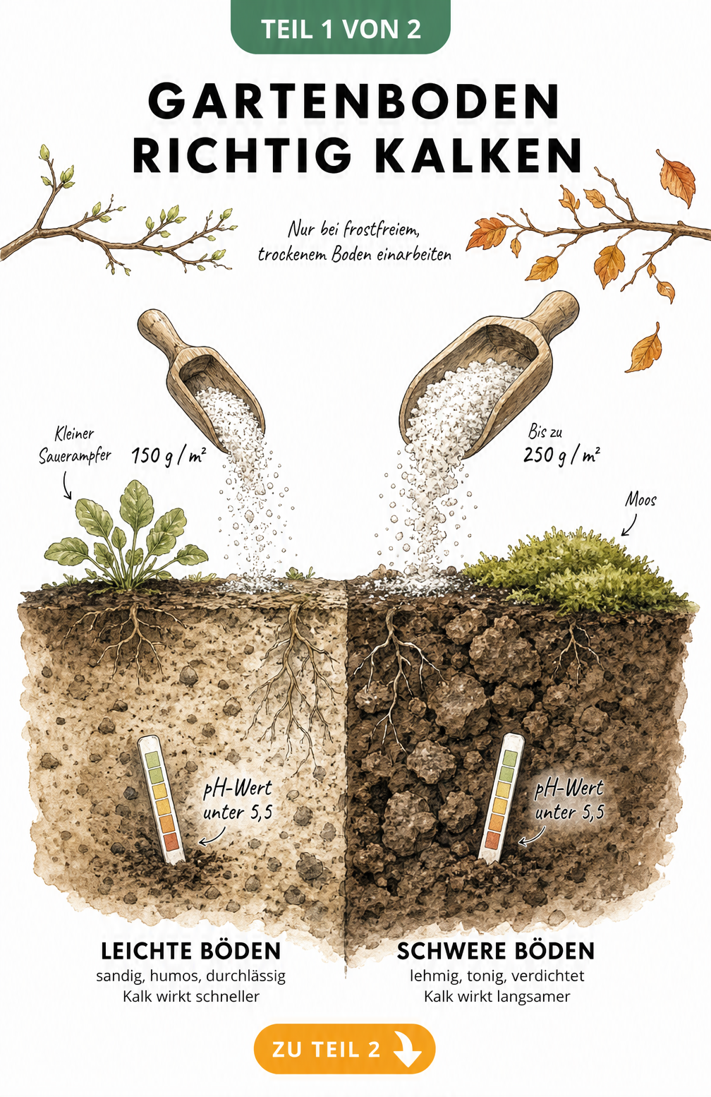 Illustration eines Gartenbeets im Querschnitt, das die Kalkmenge für leichte und schwere Böden sowie Zeigerpflanzen für sauren Boden zeigt.