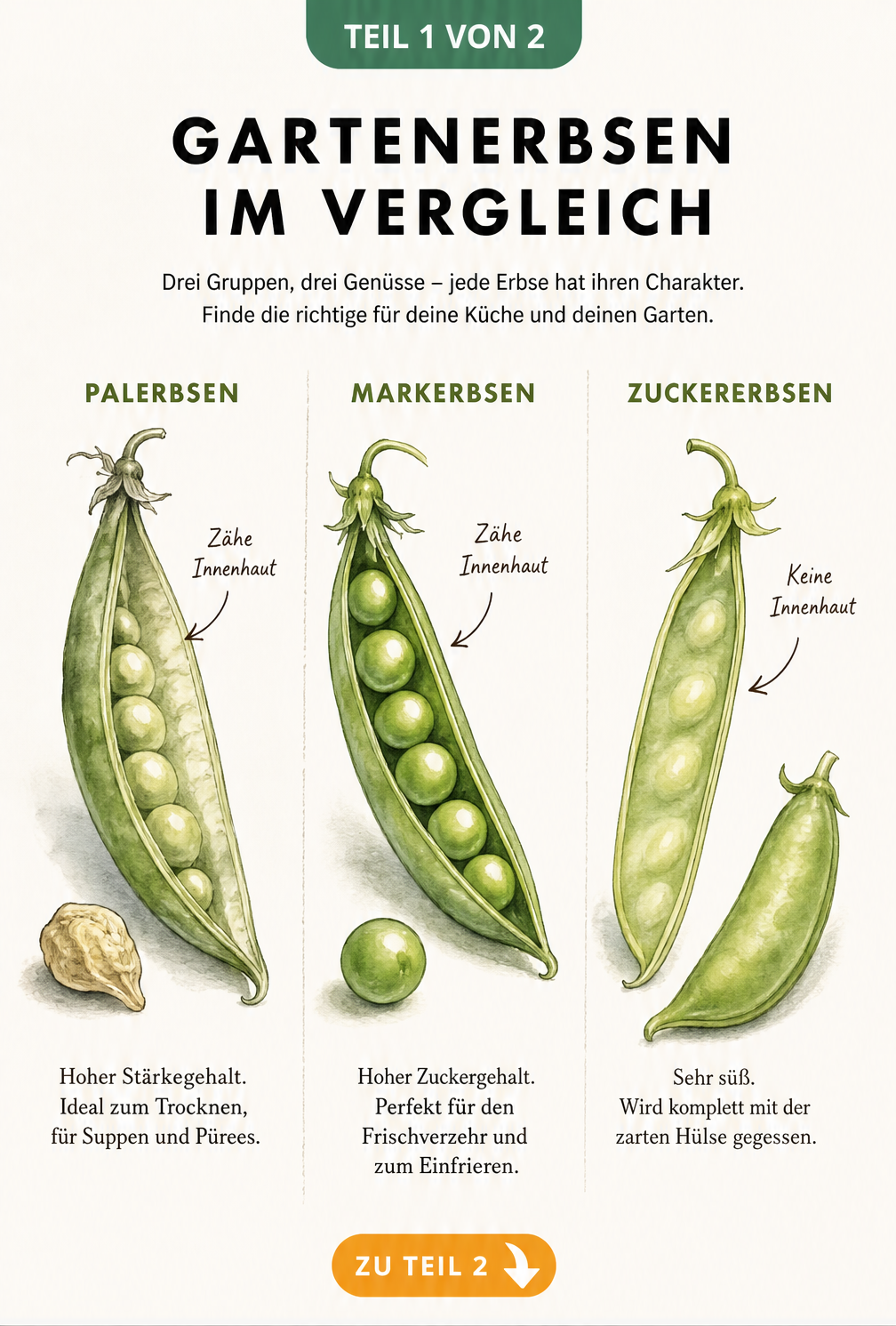 Botanische Illustration der drei Erbsengruppen Palerbsen, Markerbsen und Zuckererbsen im Vergleich