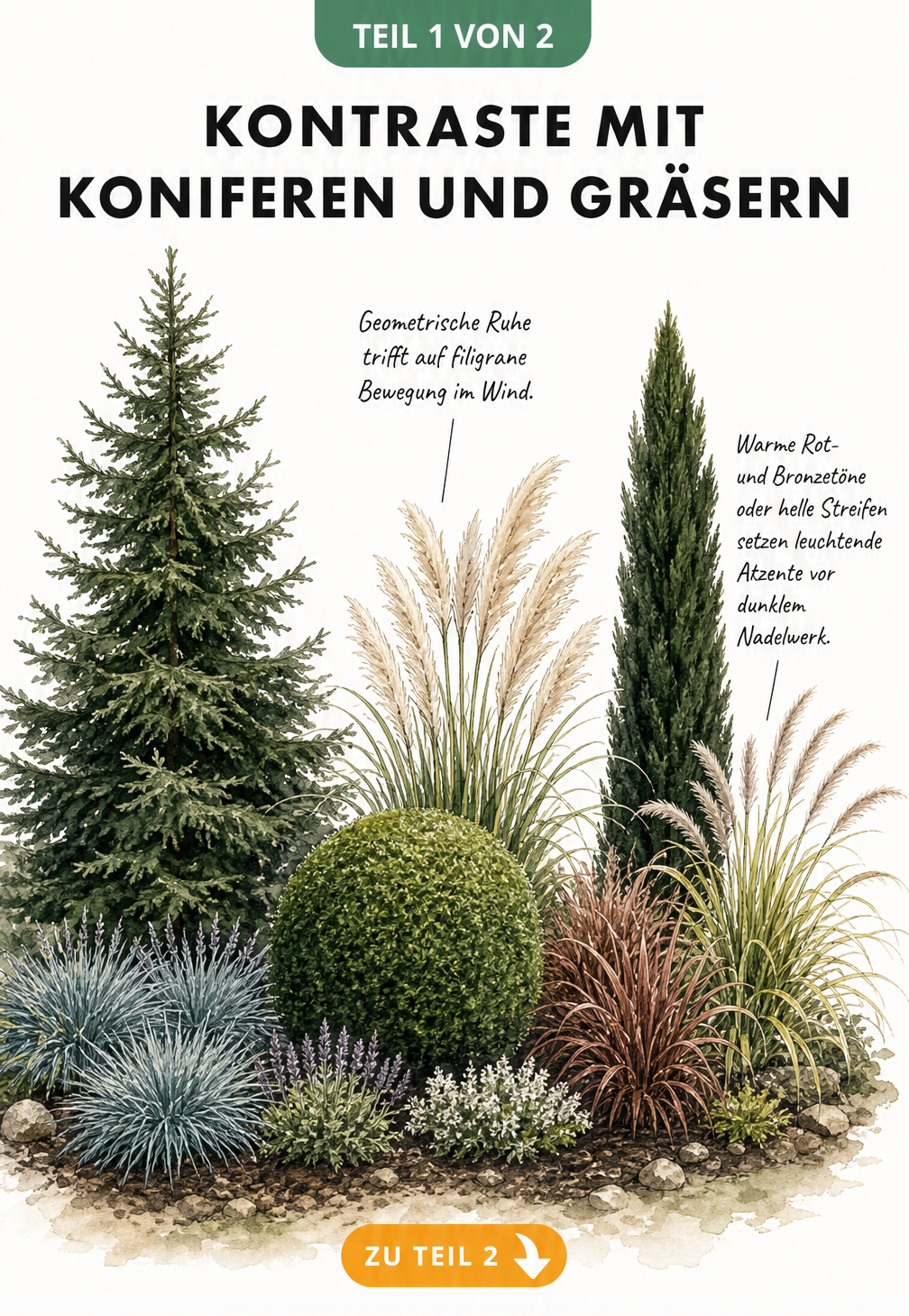 Aquarell-Illustration eines Gartenbeets mit Tanne, Blauschwingel, Pampasgras und Säulenkonifere zur Veranschaulichung von Höhen-, Form- und Farbkontrasten