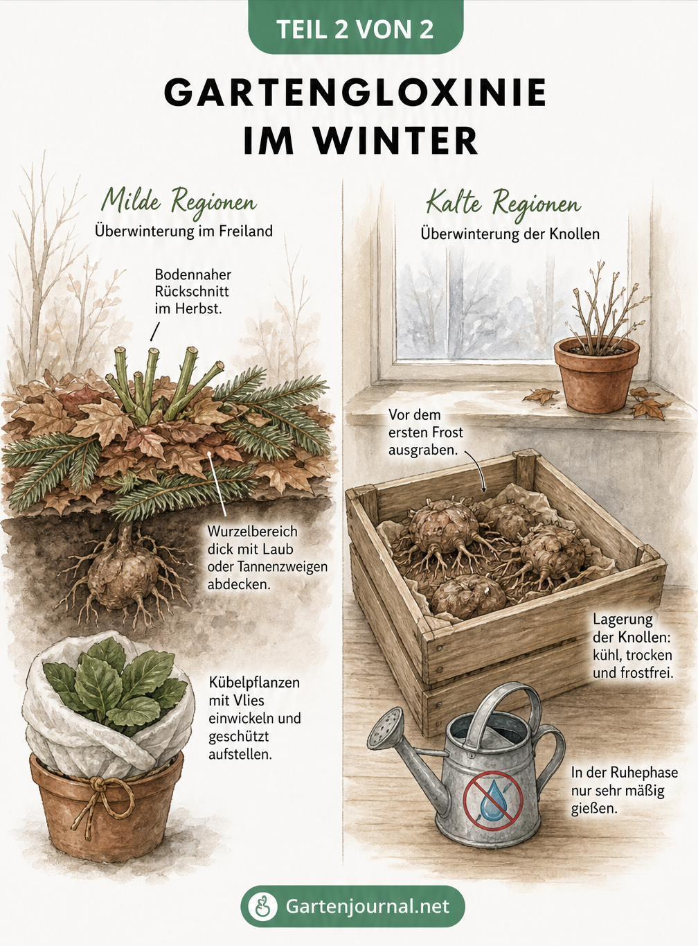 Illustration zur Überwinterung der Gartengloxinie im Freiland und in einer Holzkiste