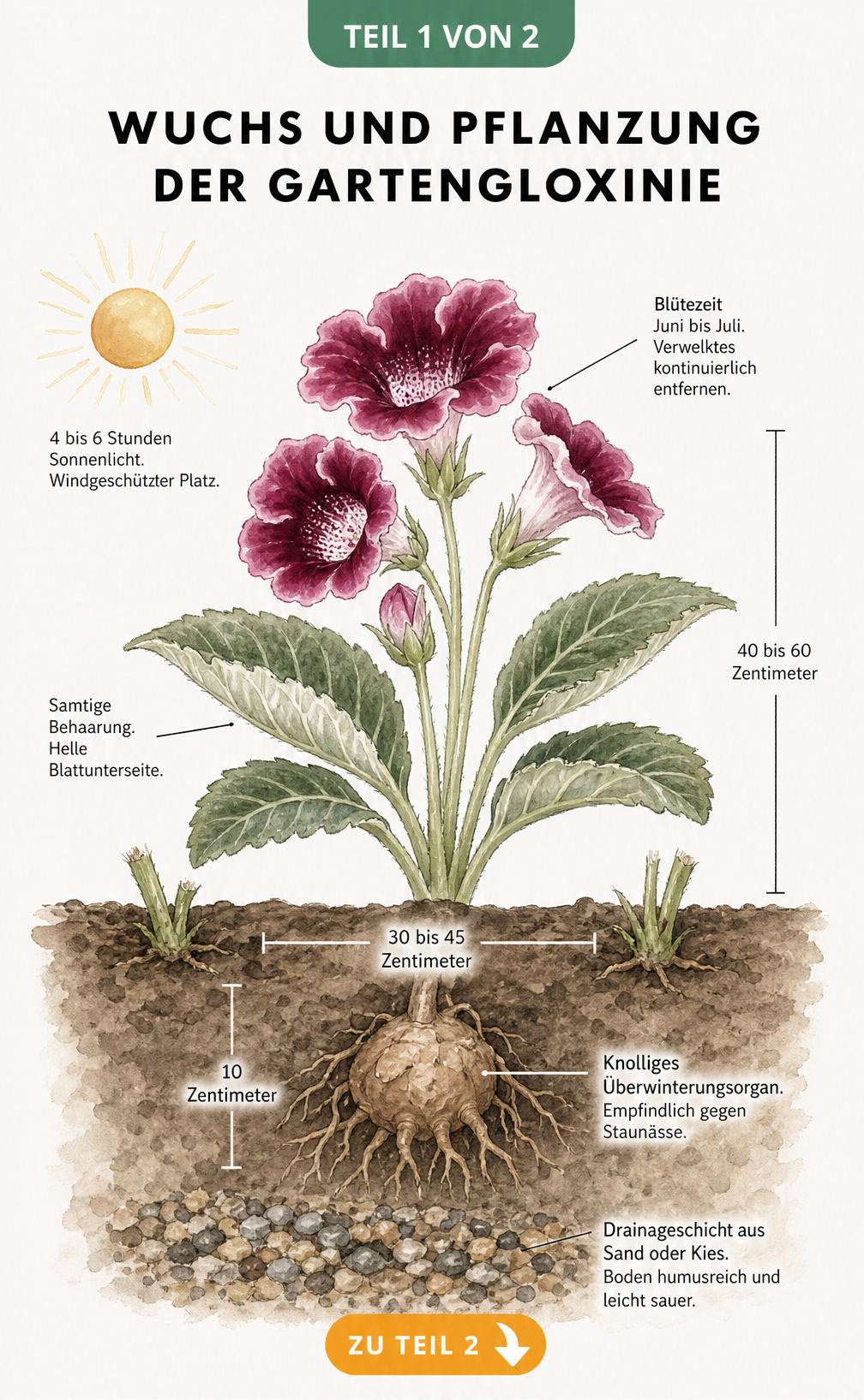 Querschnitt-Illustration einer Gartengloxinie im Beet mit Wuchshöhe, Blütezeit und Pflanztiefe