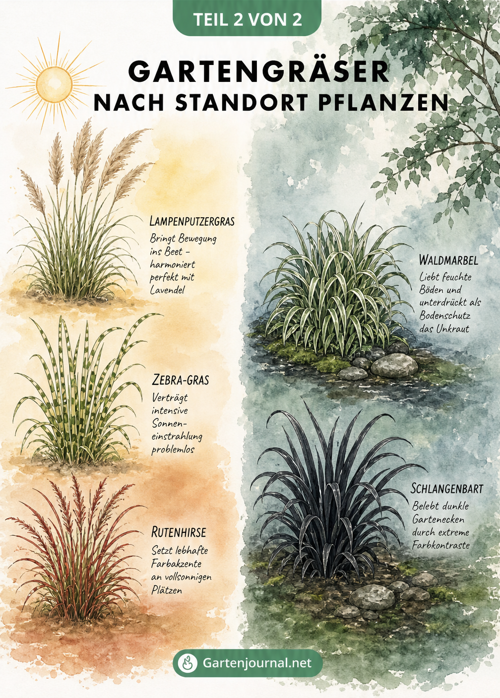 Illustration von Gartengräsern aufgeteilt in sonnige und schattige Standorte mit Lampenputzergras, Zebra-Gras, Rutenhirse, Waldmarbel und Schlangenbart