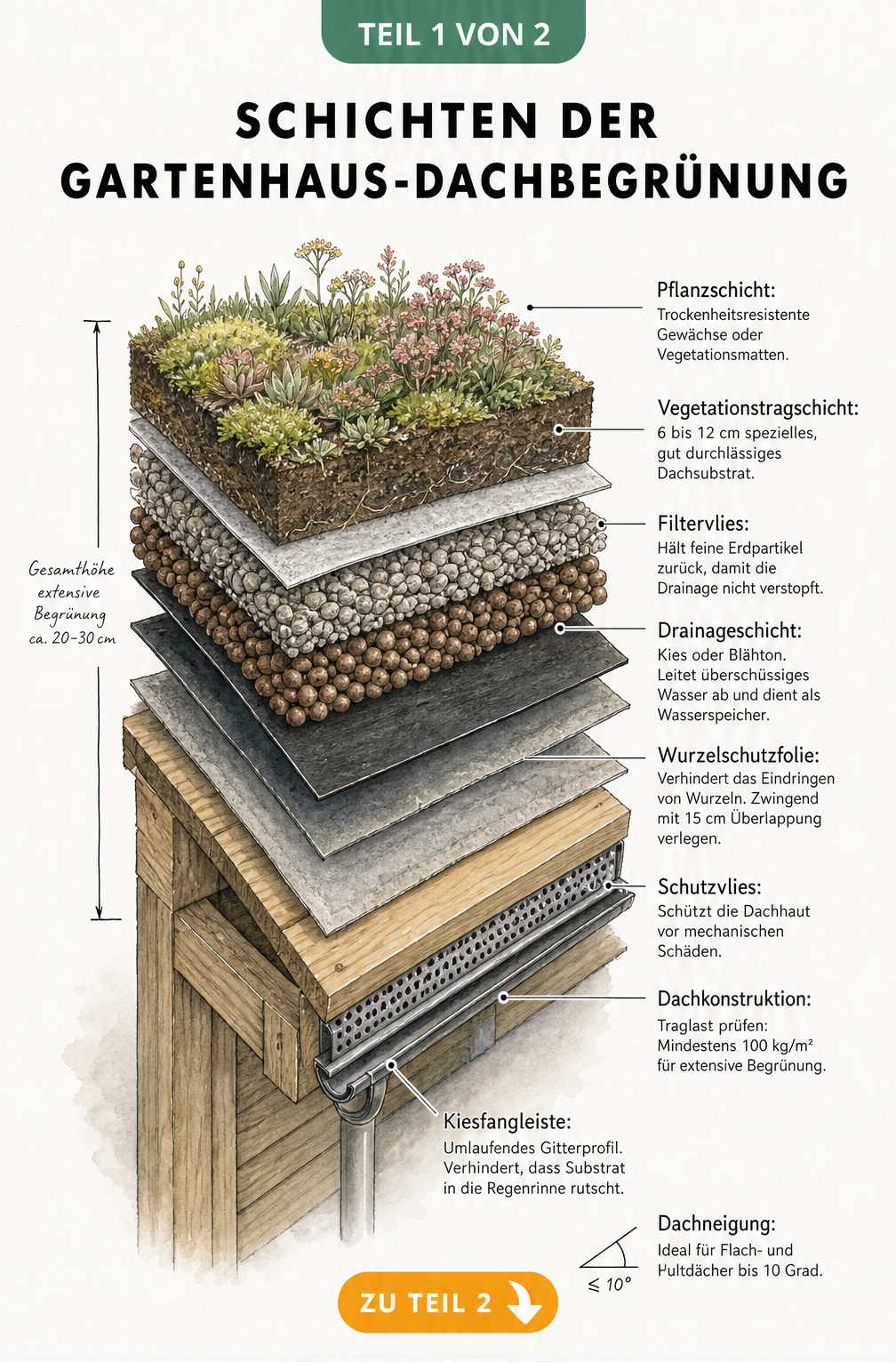 Querschnitt einer Gartenhaus-Dachbegrünung mit allen Schichten von der Dachkonstruktion bis zur Pflanzschicht
