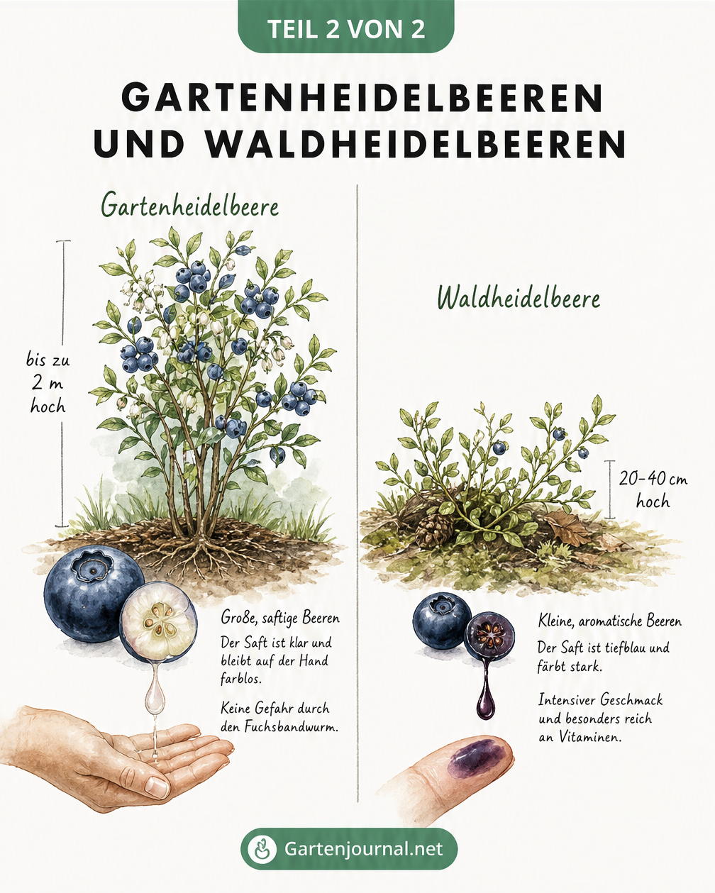 Gegenüberstellung von Gartenheidelbeere und Waldheidelbeere mit Strauchgröße und Früchten