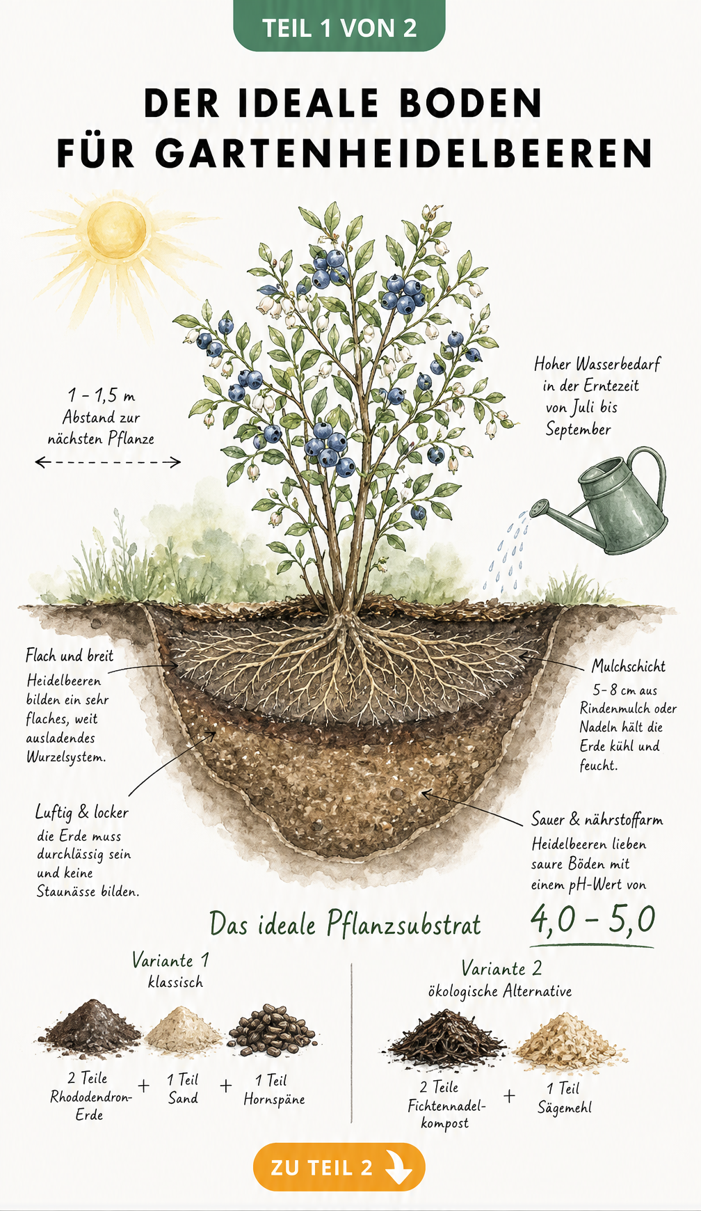 Illustration eines Gartenheidelbeerstrauchs mit flachem Wurzelballen, Pflanzabstand und Bodenansprüchen