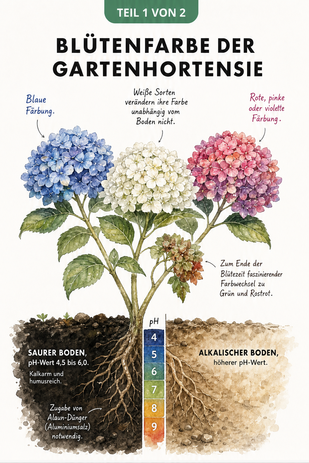 Botanische Querschnitt-Darstellung einer Gartenhortensie, die den Einfluss des pH-Werts auf die Blütenfarbe zeigt: saurer Boden für blaue Blüten, alkalischer...