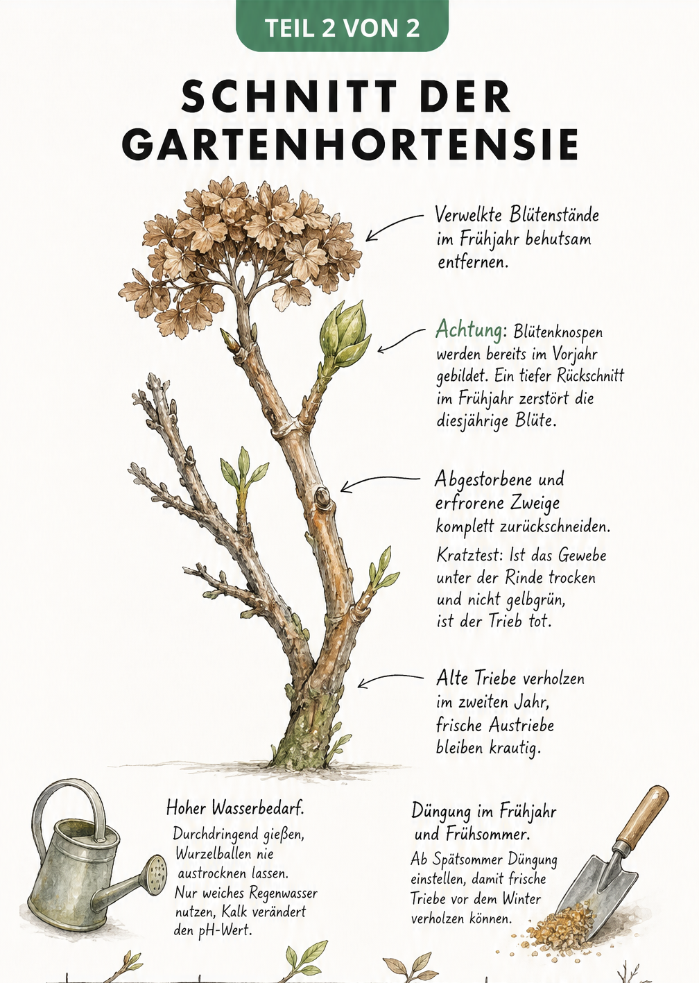 Detaillierte Zeichnung eines Hortensienzweiges im Frühjahr, die zeigt, wie man alte Blüten entfernt, ohne die neuen Knospen zu verletzen, und wie man Totholz...
