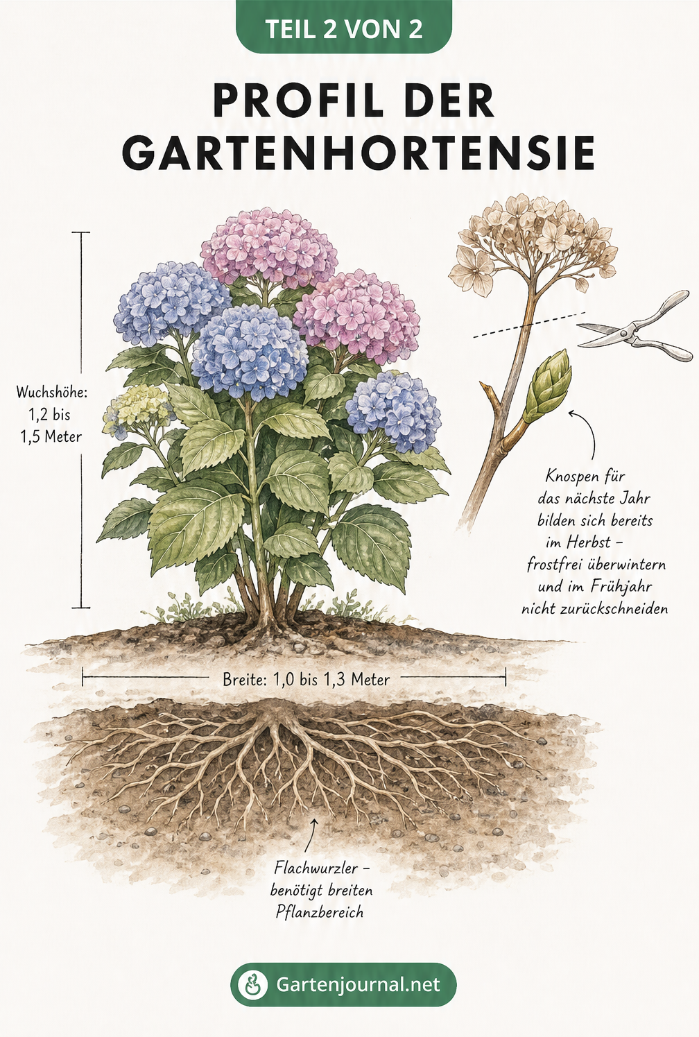 Schnittzeichnung einer Gartenhortensie mit Maßangaben zu Wuchshöhe und Breite sowie Darstellung des flachen Wurzelwerks im Erdreich.