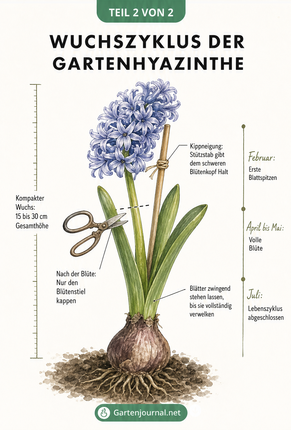 Illustration des Wuchszyklus einer Gartenhyazinthe mit Blüte, Stützstab und Schnittkante nach der Blüte