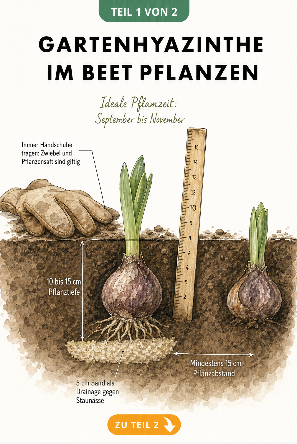 Botanische Illustration einer Gartenhyazinthe im Beet mit Zwiebel, Wurzeln, Sandschicht und Pflanztiefe