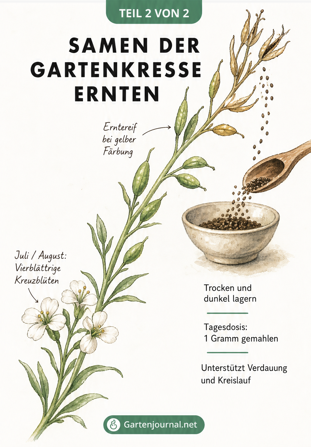 Zeichnung eines Kressestängels mit Blüten, gelben Schoten und Samen, die in eine Schale fallen