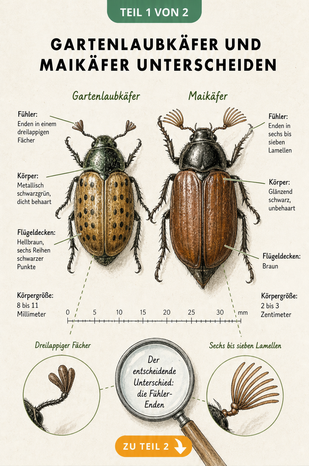 Illustration der Unterschiede zwischen Gartenlaubkäfer und Maikäfer mit Fokus auf Körpergröße, Flügeldecken und Fühler