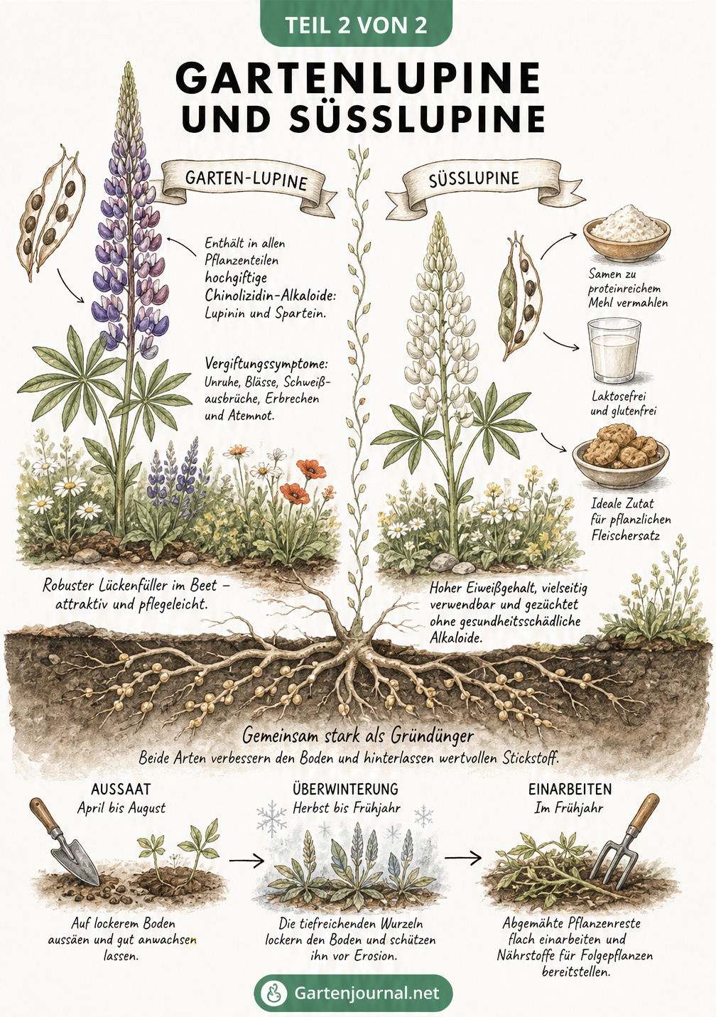 Gegenüberstellung von Garten-Lupine und Süßlupine mit Hinweisen zu Giftigkeit, Nutzung und Gründüngung
