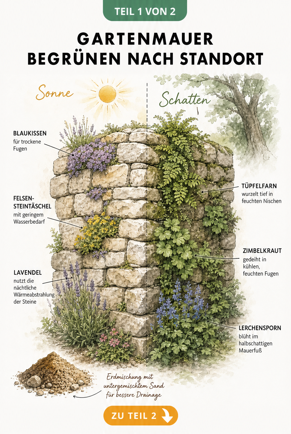 Skizze einer Gartenmauer mit Bepflanzung für sonnige und schattige Standorte