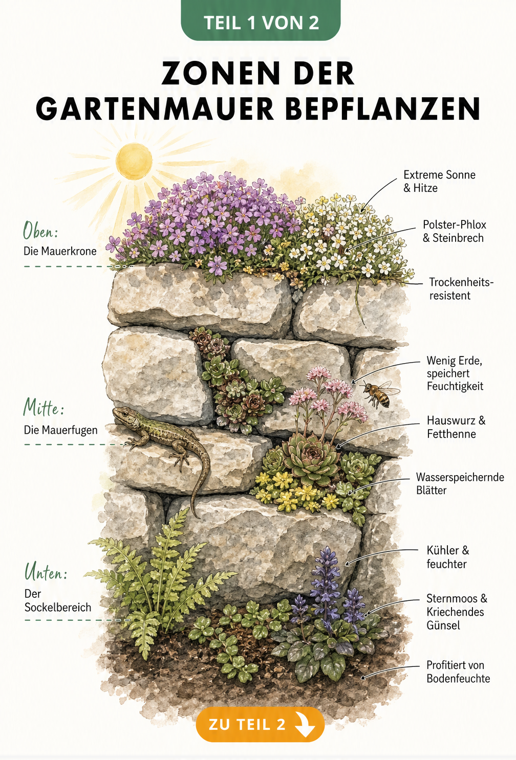Querschnitt einer Gartenmauer mit Bepflanzung in drei Zonen: Mauerkrone, Fugen und Sockelbereich.