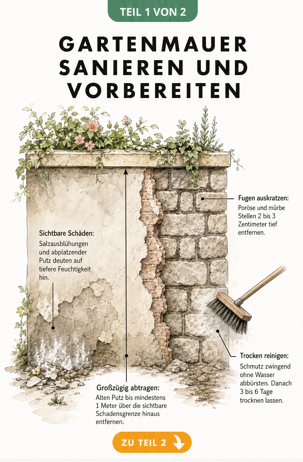 Illustration einer Gartenmauer mit Schadensbildern wie Salzausblühungen und abplatzendem Putz sowie den Vorbereitungsschritten für die Sanierung.