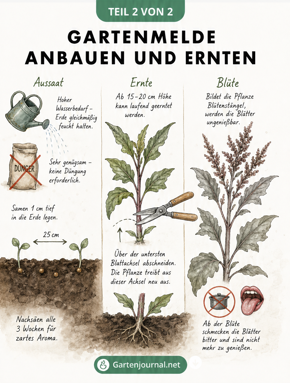 Illustration zum Anbau der Gartenmelde: Querschnitt durchs Beet, Ernteschnitt und Warnhinweis zur Blüte