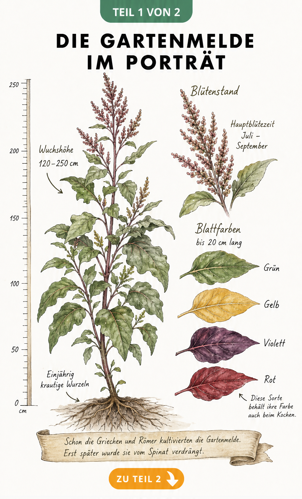 Botanische Illustration der Gartenmelde mit Messlatte, Wurzelwerk, bunten Blättern und Blütenstand