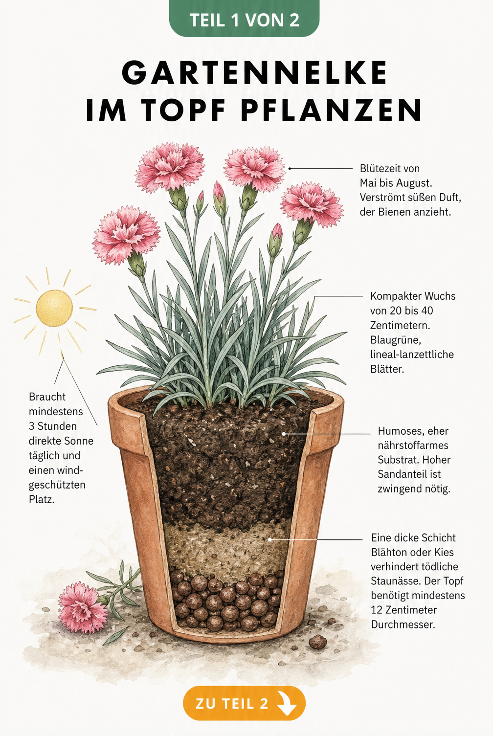 Botanische Querschnitt-Illustration einer Gartennelke im Terrakotta-Topf mit Beschriftungen zu Standort, Blütezeit und Substrat
