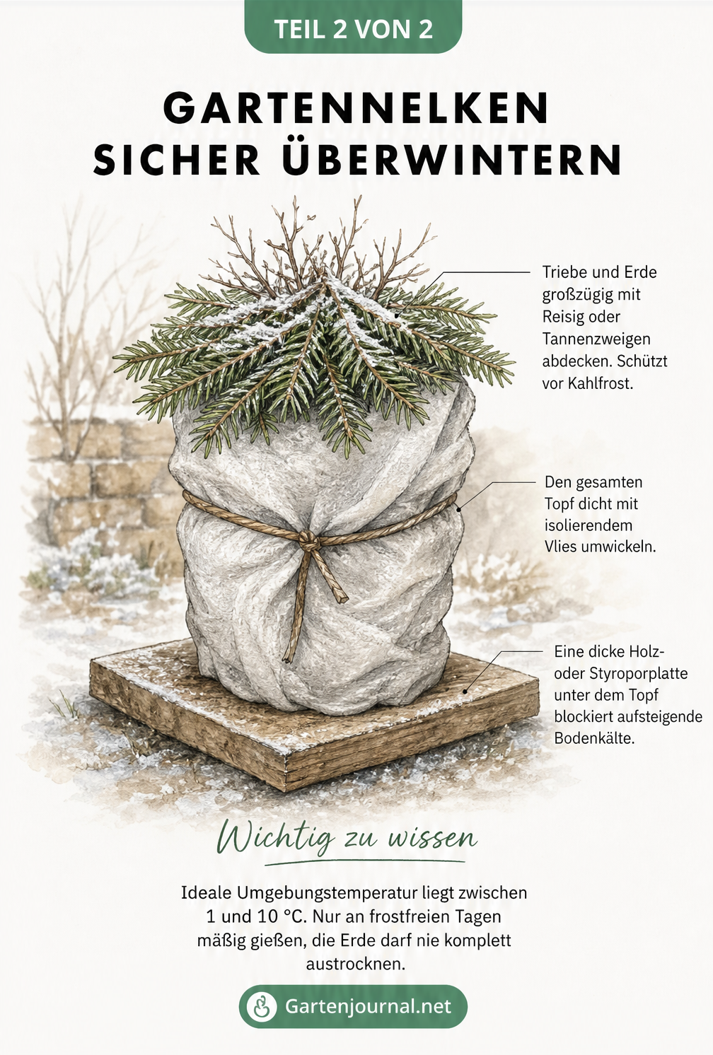 Illustration einer winterfest eingepackten Gartennelke im Topf mit Vlies, Reisig und isolierender Unterlage