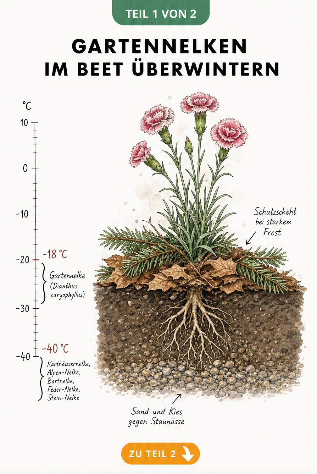 Querschnitt eines Gartenbeets mit Gartennelken, das die Winterhärte verschiedener Sorten und den Frostschutz durch Tannenzweige und Laub zeigt.