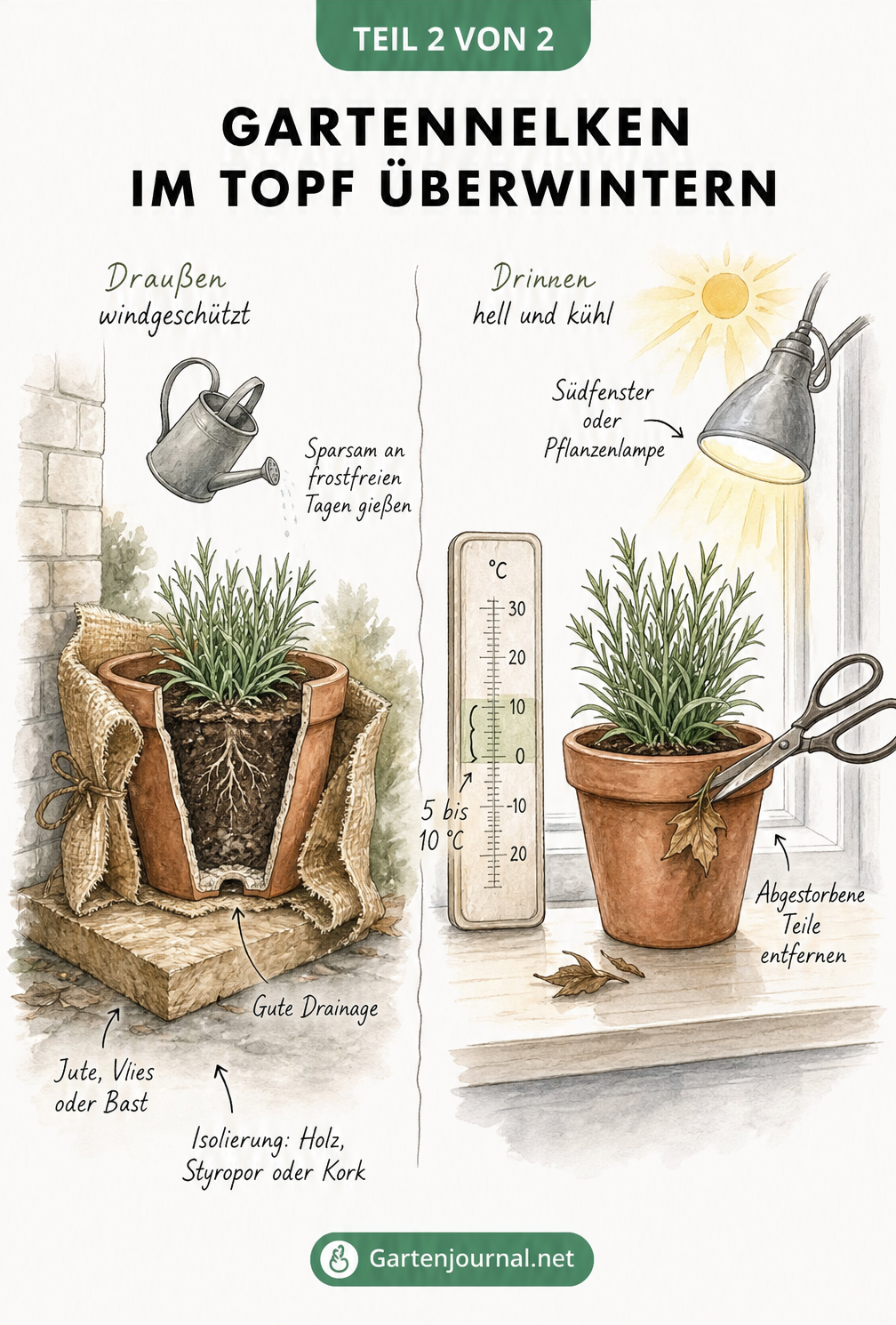 Illustration zur Überwinterung von Gartennelken im Topf, draußen mit Isolierung und drinnen auf der Fensterbank bei 5 bis 10 Grad.