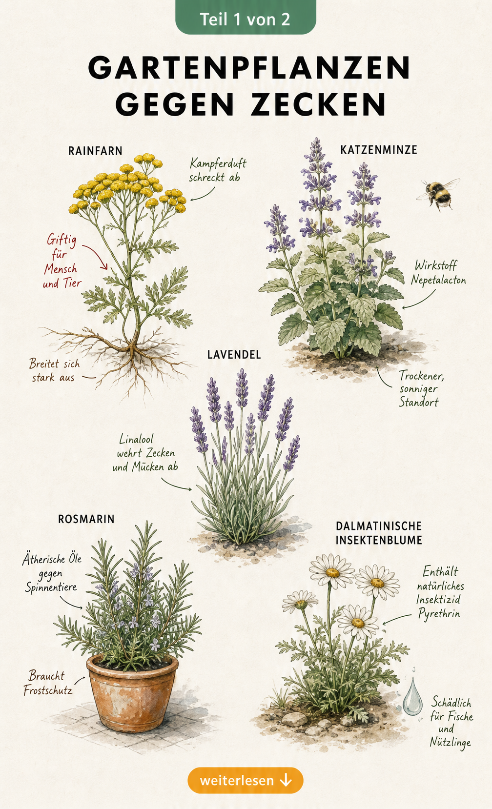 Botanische Illustration von fünf Gartenpflanzen gegen Zecken: Rainfarn, Katzenminze, Lavendel, Rosmarin und Dalmatinische Insektenblume mit Notizen zu ihren...