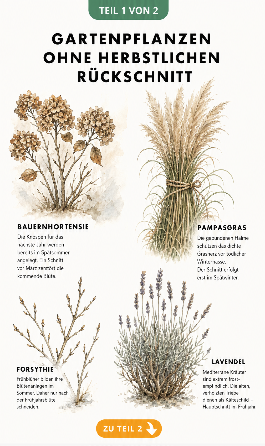 Botanische Illustration von Bauernhortensie, Pampasgras, Forsythie und Lavendel im Winterzustand