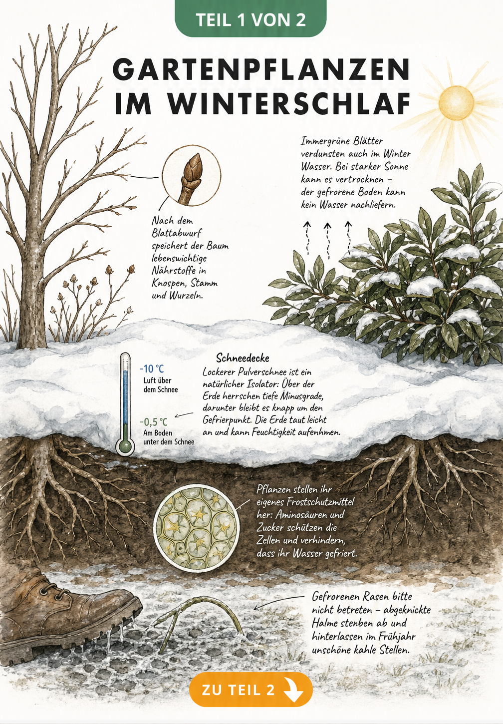 Schnittzeichnung eines winterlichen Beetes mit Schneedecke, laubabwerfendem Baum, immergrünem Gehölz und gefrorenem Rasen