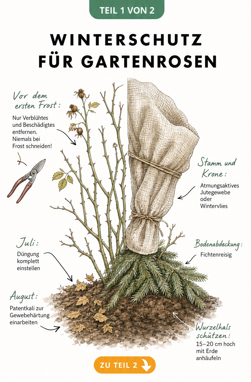 Botanische Illustration eines Rosenstocks im Beet, die links die Vorbereitung im Herbst und rechts den Winterschutz mit Erdhügel, Fichtenreisig und Jutegewebe...
